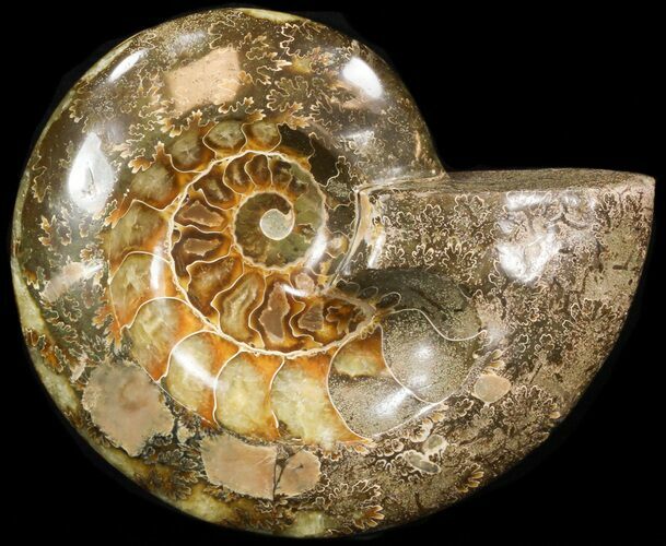 Wide Polished Ammonite 'Dish' #41642